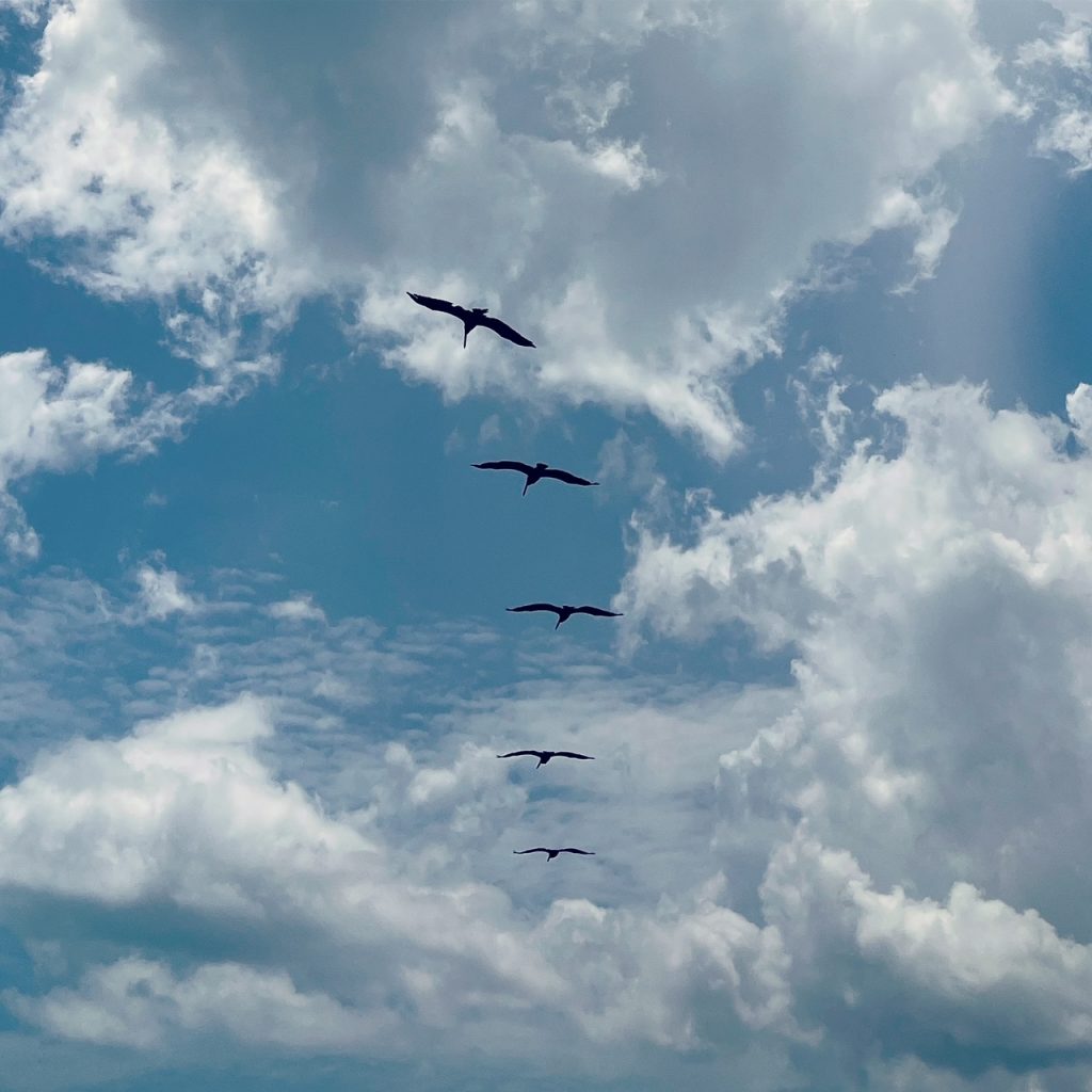 five birds flying in clouds