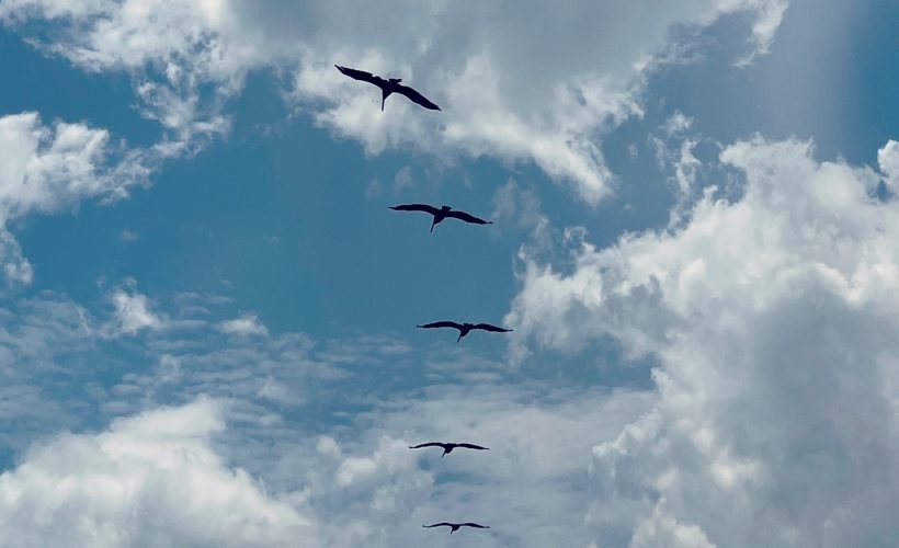 five birds flying in clouds